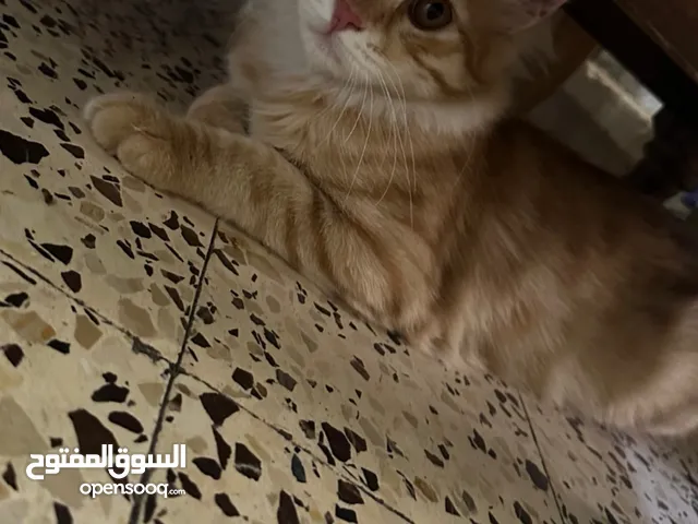 قط شيرازي عمر 5 شهور لطيف