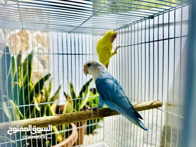 Roze breeding pair male blue Oplain female yellow lotino good very active birds