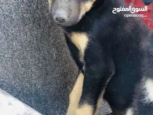 جرو جيرمن للبيع بسعر مغري جدا