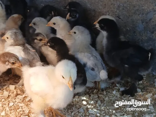 صيصان براهما بف العملاق عمر اسبوعين ماخذ كورس فيتامينات