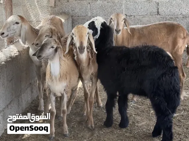 جعد من الحلال السوداني