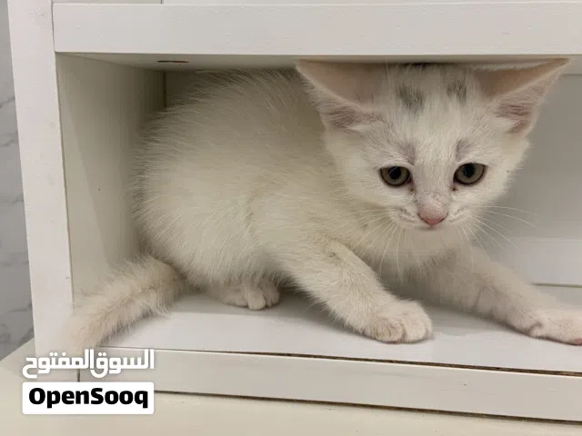 Persion kitten
