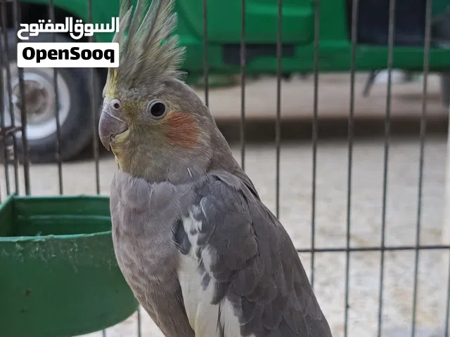 طير كوكتيل نثية أليف للبيع نوع حبشي وبي مجال