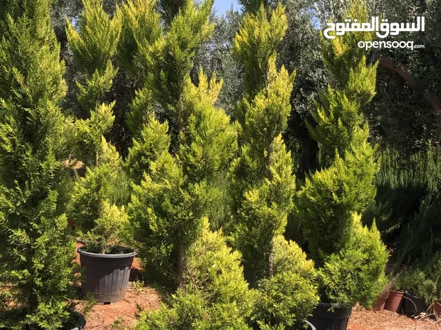 مشاتل الاندلس لانتاج وبيع جميع انواع الاشجار المثمره واشجار الزينه البلديه والمستوردة