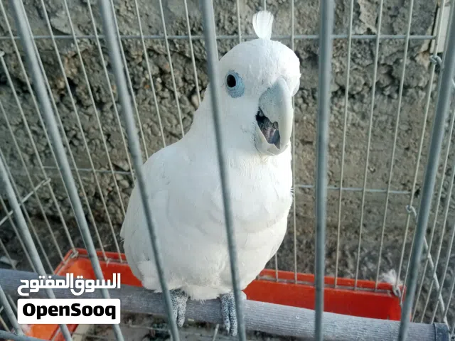 ببغاء كوكاتو أبيض، يُعرف بقدرته العالية على التعلم والتقليد.تتميز هذه الفصيلة بذكائها الحاد وشخصيته