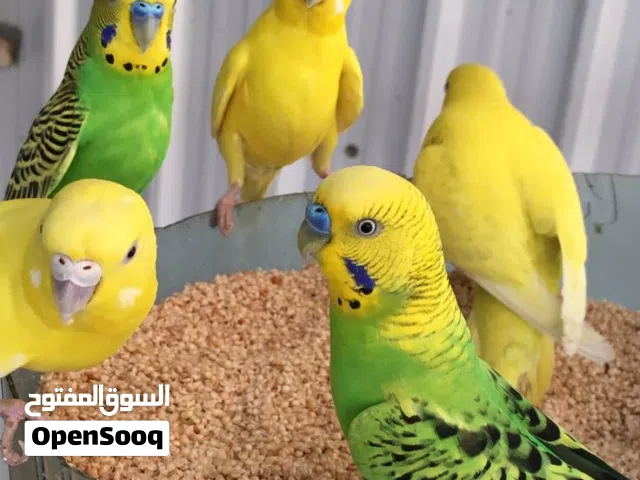 طيور بادجي للبيع اليفات