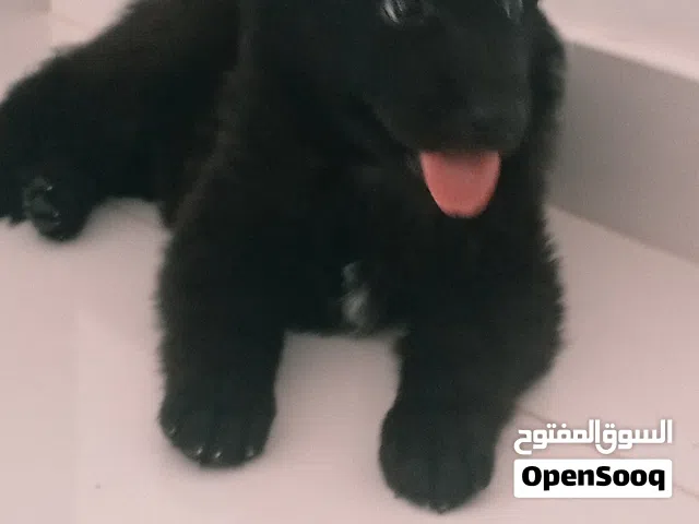 كلب جيرمن شيبرد بلاك بيور اصلي قابل للتفاوض للجادين رقم تواصل في فيديو واتس