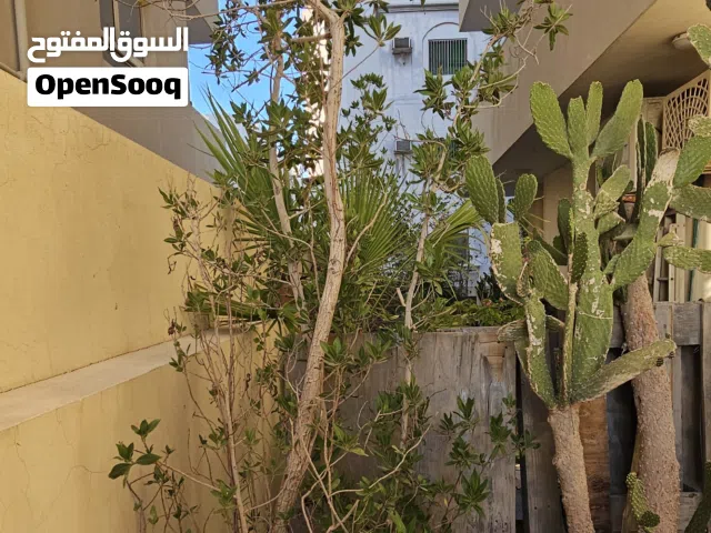 Tall plants