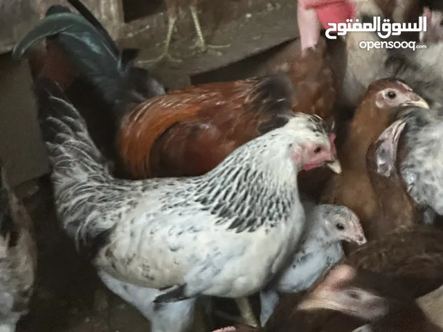 للبيع دجاج عماني قريب الانتاج
