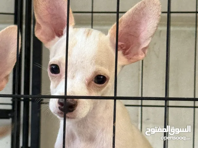 Chihuahua Puppies For Sale, 2.5 months old