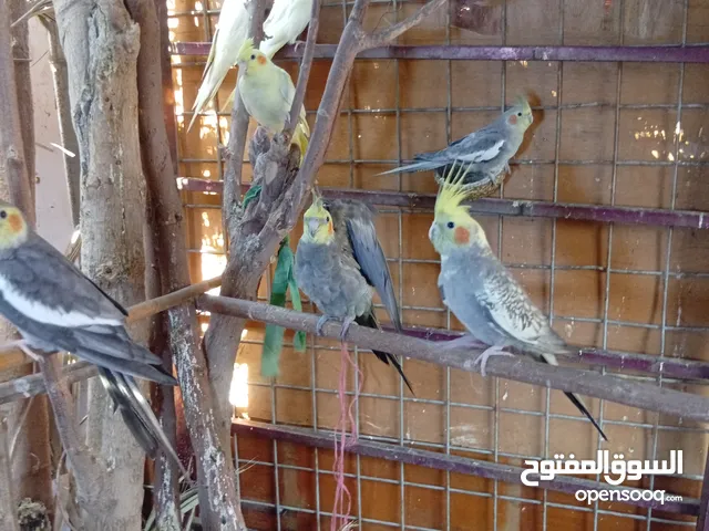 طيور كوكتيل الزوج با 60 وعندي افراخ با 25