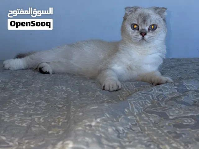 Scottish Fold silver shaded short hair pure