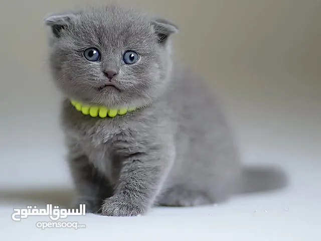 Super Scottish Kittens / cats for sale