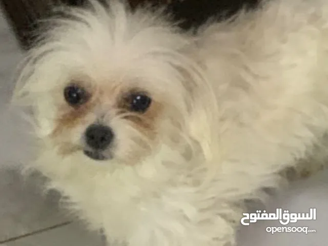كلب نوع الكلب مالتيز العمر 5شهور