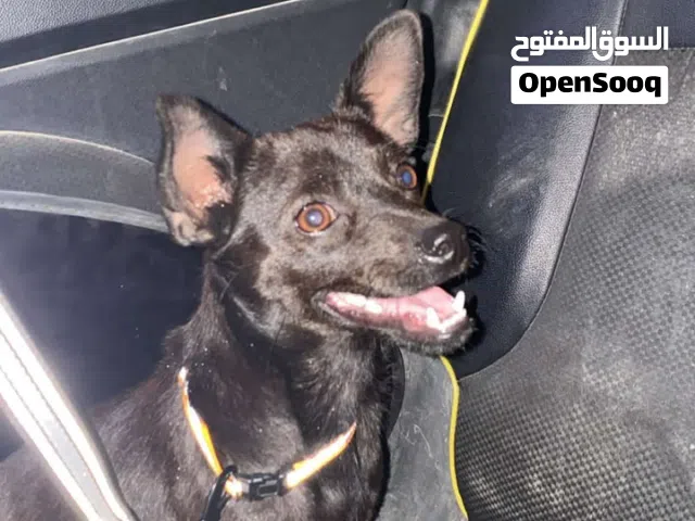 تشيواوا ذكر