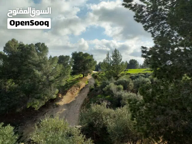 مزرعه جميله للبيع