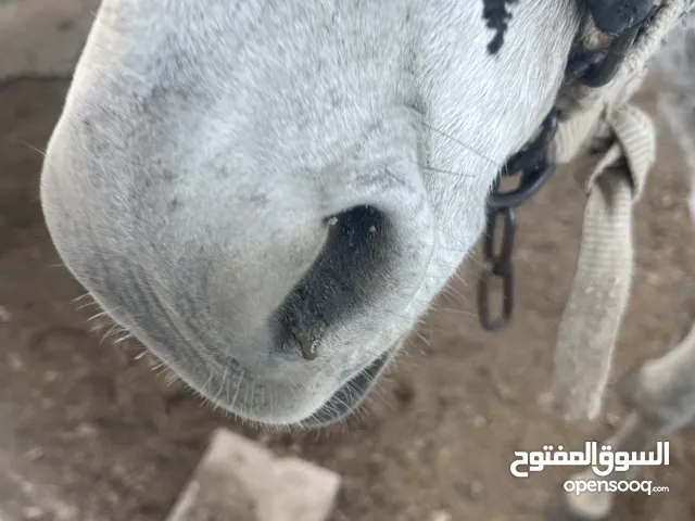 حمار للبيع.