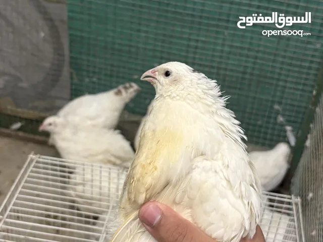 فري تكسس ( صوبر جامبو )
