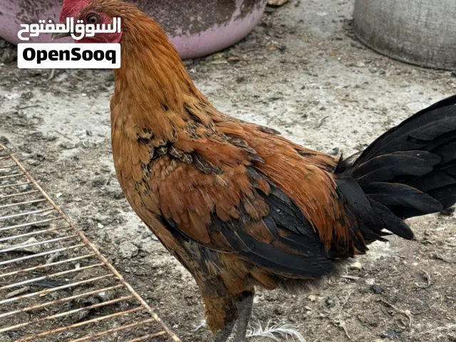 للبيع دجاج عرب