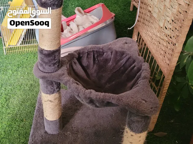 بيت للبسة و لتر بوكس