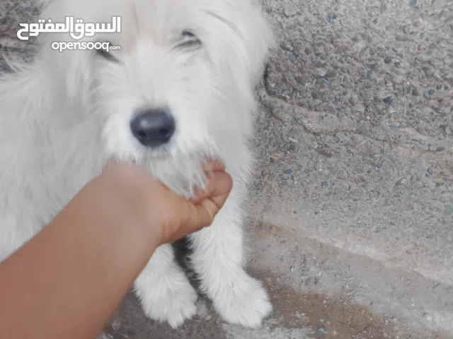 كلب من سوللة كانيش تمن 2400 درهم