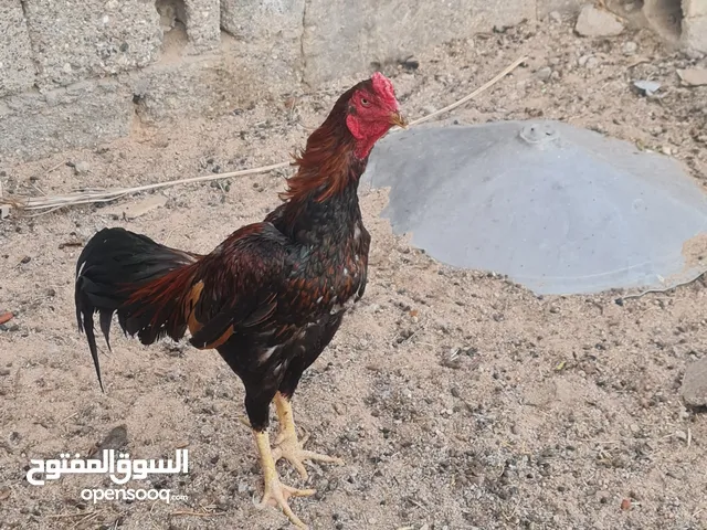 ديج ودجاجه هراتي شمسي
