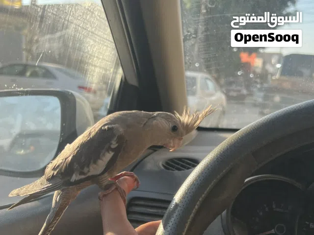 كوكتيل فرنساوي