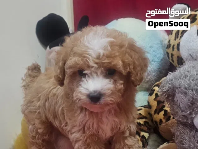 Toy poodle  puppy