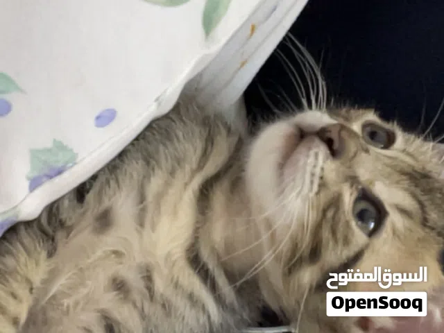 قطط للتبني (نوعهم بلدي تابي بني اثنين) وحده انثى وواحد ذكر كيتن الدمام التواصل واتس اب