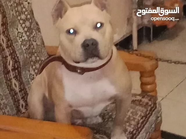 كلاب بيتبول للبيع او التبني في مصر : كلب بيتبول : افضل سعر