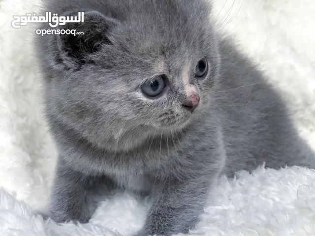 British shorthair kitten for rehoming/adoption