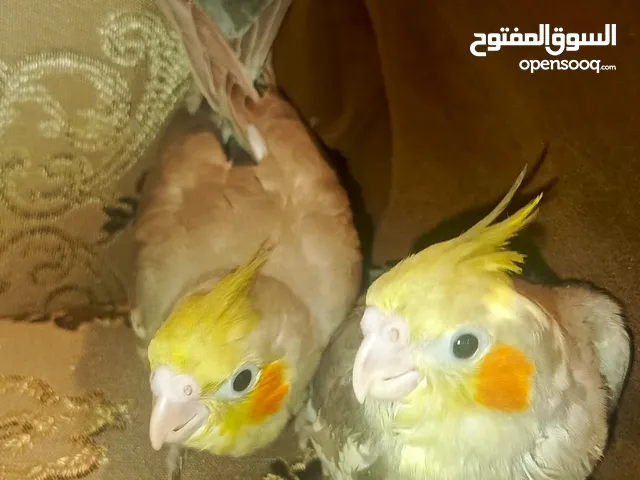 فراخ كوكتيل زق يدوي