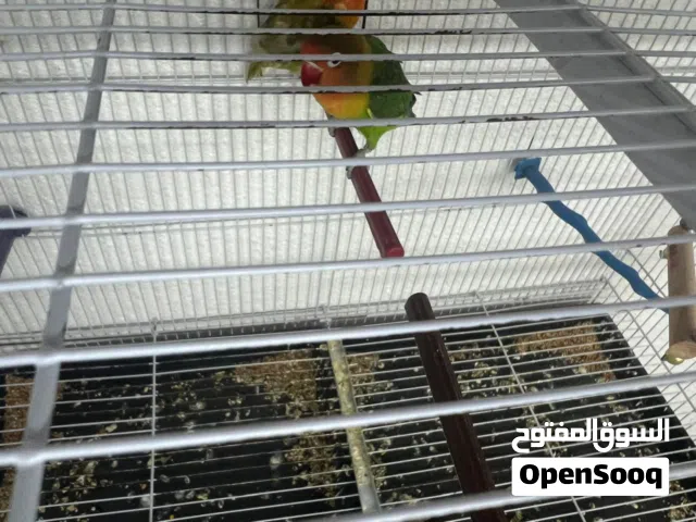 جوز فشر بجهز ل بطن جديد اقرأ الوصف