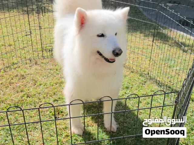 Samoyed. Male, Ukraine Origin. 2.5 yr old