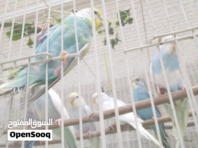 طيور حب مخاليف خشنات حلوات
