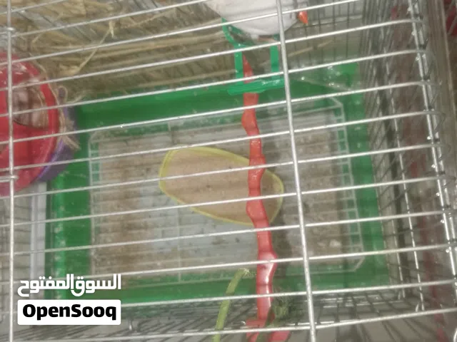 روز وحب وجنه وكنار