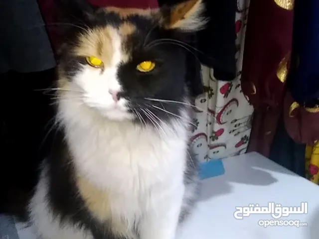 قطط للبيع النواع القطط الألوان واشكال