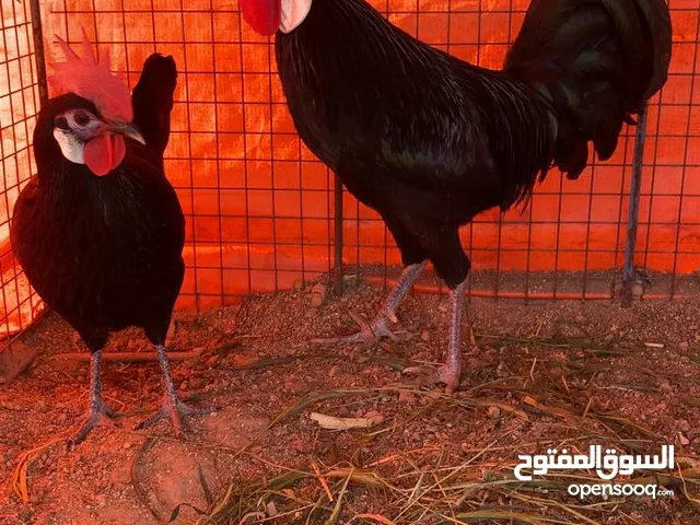 بيض وصوص اعمار مختلفه دجاج مهرج الاسباني