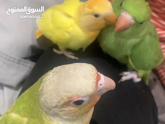 كنيور ربوه 35