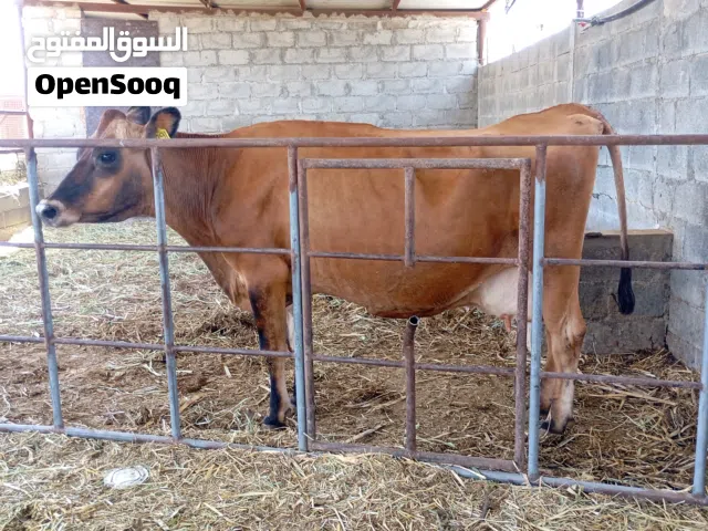 جيرسيه بيور