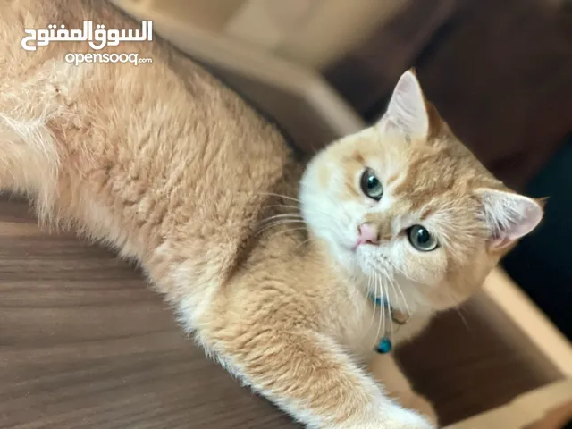 ذكر برتش جولدن NY 11 للتزاوج For mating only