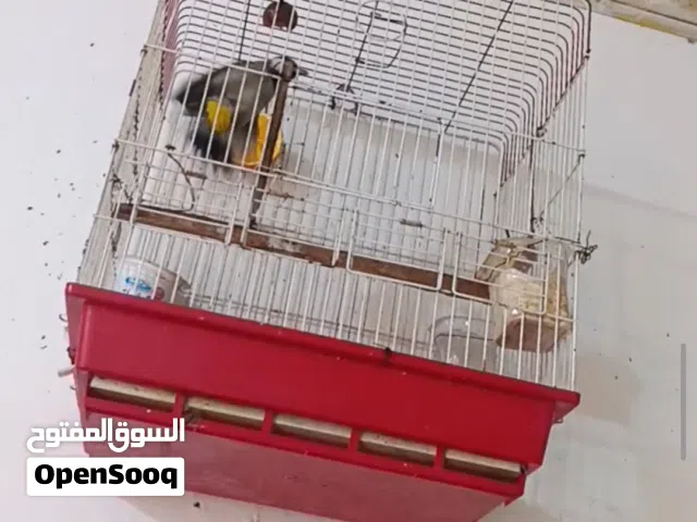 بلبل أليف قفص