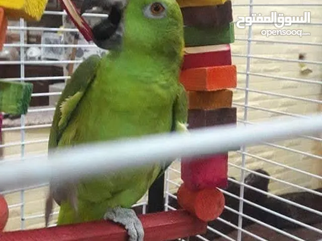 مطلوب مطلوب للشراء ببغاء يلوناب امزون