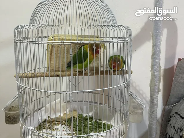 Male and female 2pices with stand cage and 3kg food