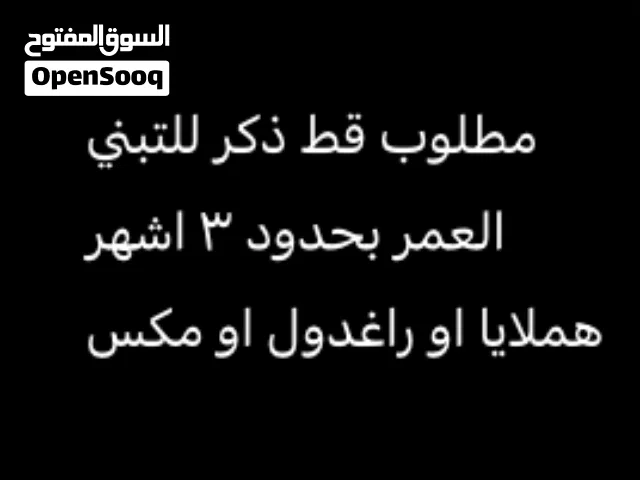 مطلوب قط ذكر للتبني