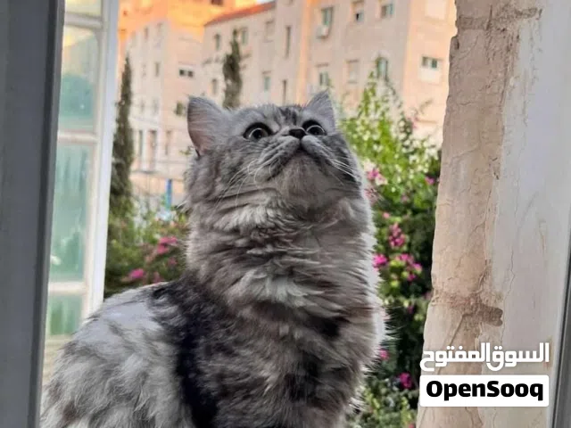 قطه سكوتش فولد لونق هير للتبني