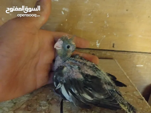 فرخ كوكتيل