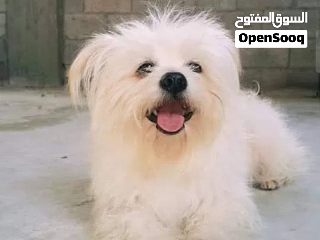 مطلوب كلب للتبني زي الي بالصوره