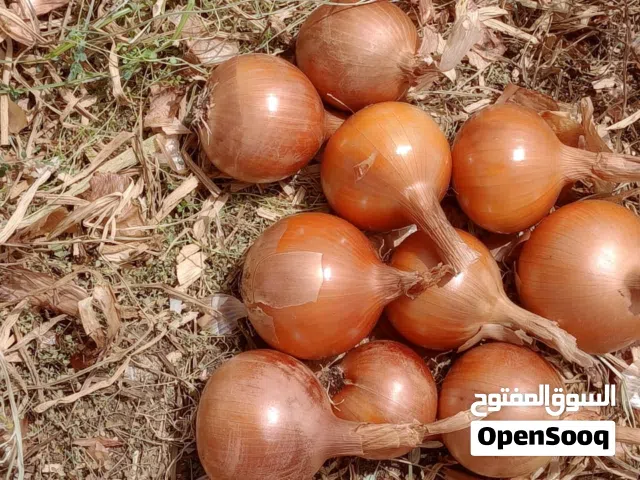 للبيع بصل فاسية ممتازة الجودة