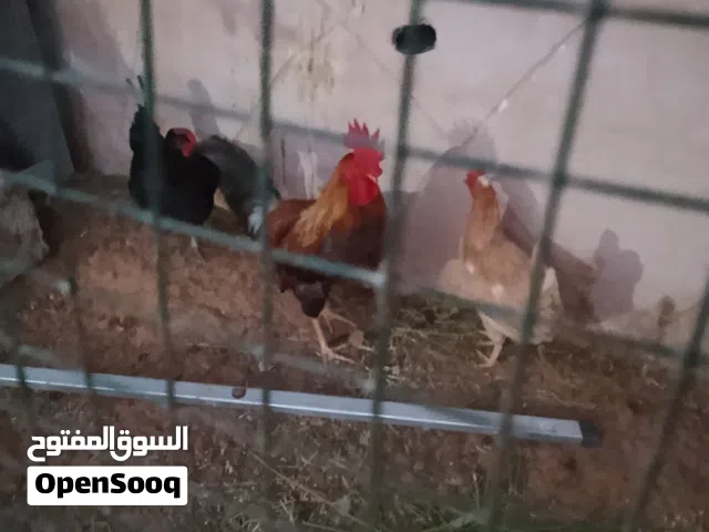 دجاج و بط!!!!!!!!